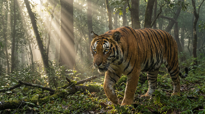 麻豆老虎保护视频